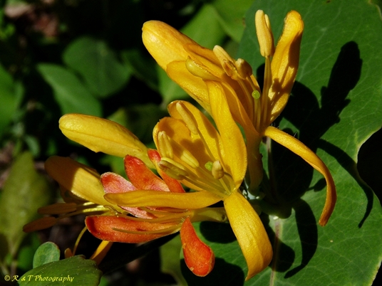 {Lonicera flava}